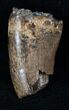Large Partial Tyrannosaur Tooth - Two Medicine Formation #13289-2
